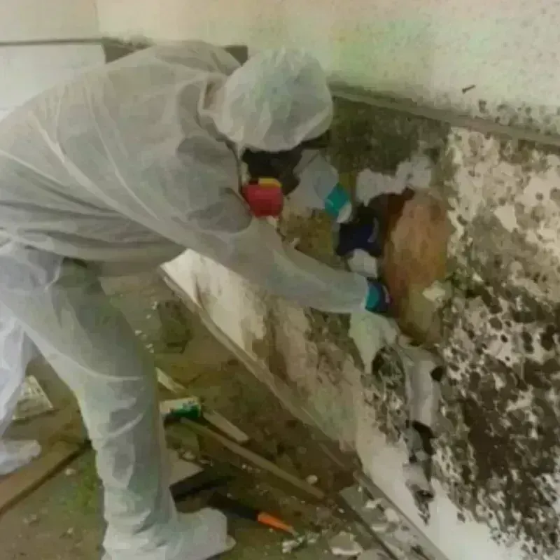 Mold Remediation and Removal in Troy, OH